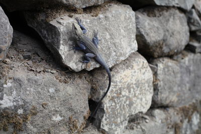 Lizard climbing on rocks