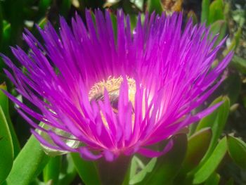 Close-up of purple flower blooming outdoors