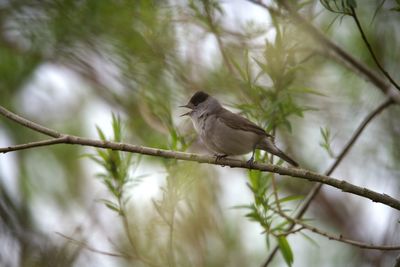 Low angle view of bird perching on branch