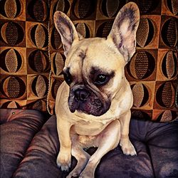 Dog relaxing on sofa