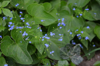 Close-up of purple flowering plant