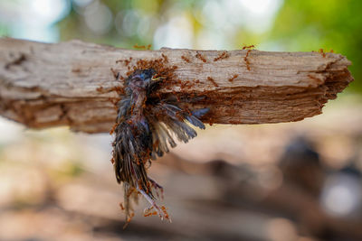 Close-up of dry leaf on wood