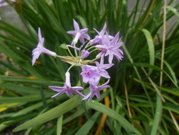 Close-up of purple flowers