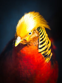 Close-up of a bird