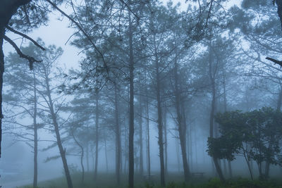 Trees in forest against sky