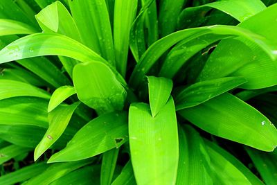 Full frame shot of plants