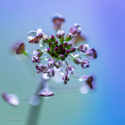 Close-up of purple flowering plant