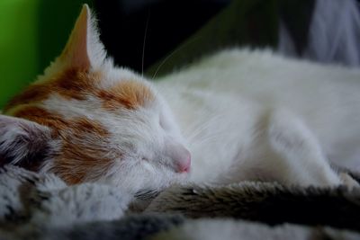Close-up of cat sleeping