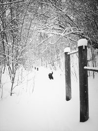 Snow covered trees in winter
