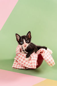 Portrait of cat against gray background