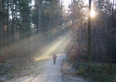 Rear view of a man walking in forest