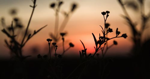 Close-up of silhouette plants on field against sky during sunset