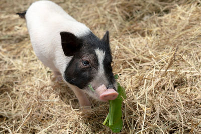 Piglet on hay at pig farm