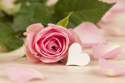 Close-up of pink rose on table