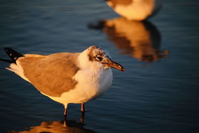 Close-up of bird