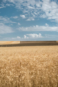 Wheat field on summer