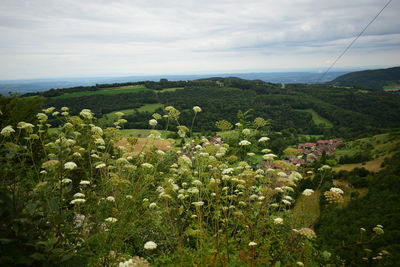 Scenic view of flowering plants on land against sky