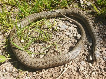 High angle view of lizard on field