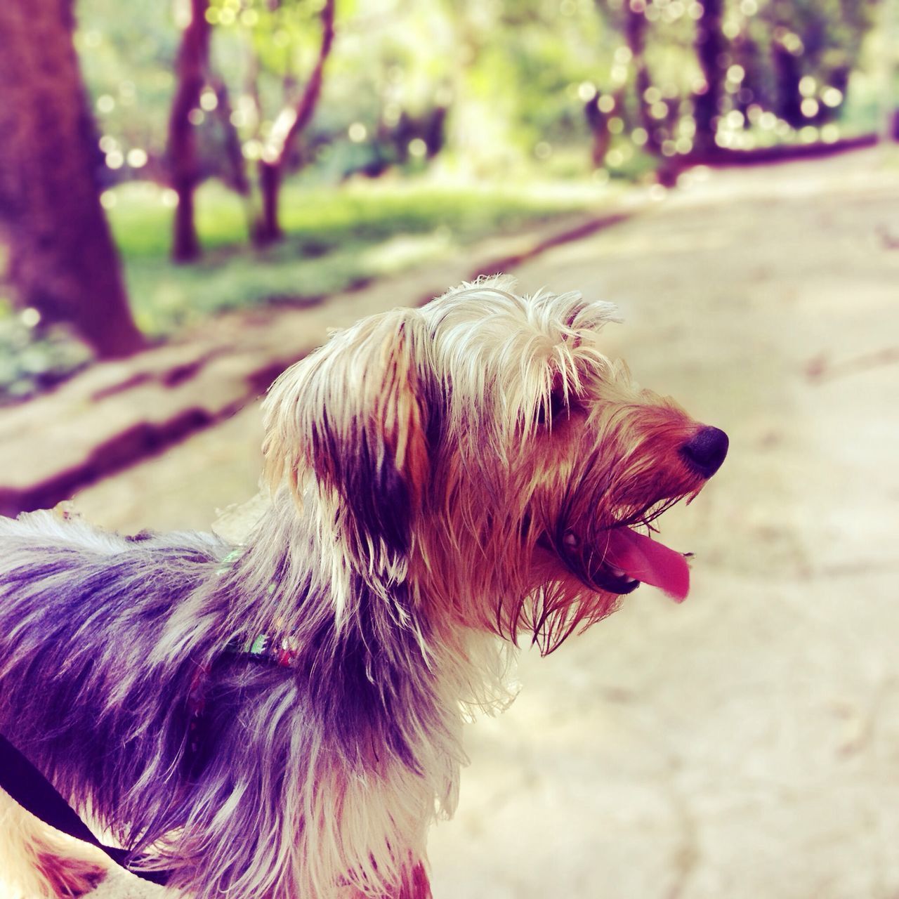 one animal, animal themes, domestic animals, mammal, dog, focus on foreground, pets, close-up, animal head, animal hair, animal body part, tree, part of, day, sunlight, outdoors, looking away, side view, zoology, park - man made space