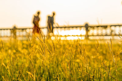 Close-up of crops on field against sky