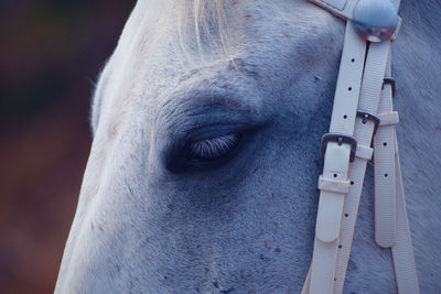 Close-up of a horse with relax