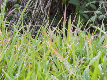 Close-up of grass growing in field