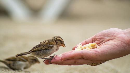 Close-up of hand feeding bird