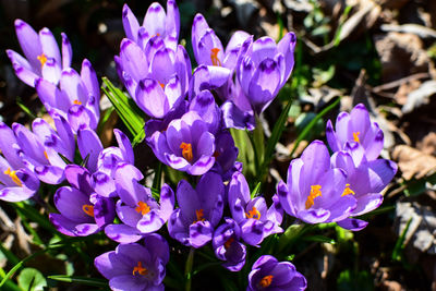 Close-up of purple flowering plants