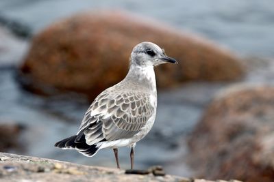 Close-up of seagull perching on rock