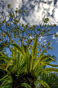 Low angle view of plants against cloudy sky