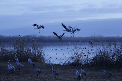 Birds flying over lake against sky during winter