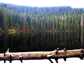 Trees by lake in forest against sky