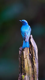 Close-up of bird perching on tree