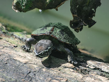 Close-up of turtle on rock