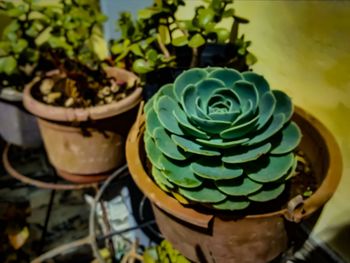 Close-up of potted plant on table