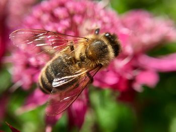 Close-up of bee pollinating on pink flower