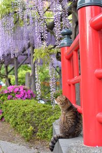 Cat sitting by red fence in park