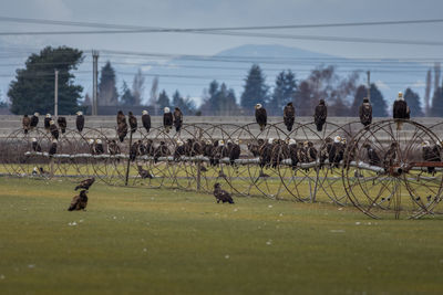 Hundreds of bald eagles in one spot