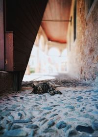 View of a dog in a building