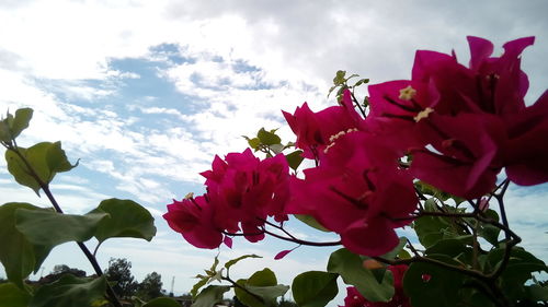 Low angle view of red flowers blooming against sky