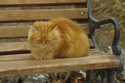 Cat sitting on bench in park
