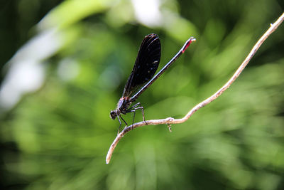 Bridesmaids are variously colored, smaller and more numerous than dragonflies have a lighter line