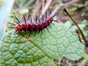 Close-up of insect on plant