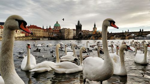 Swans swimming in lake against sky