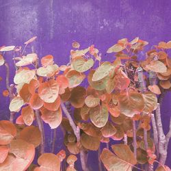 Close-up of flowers in water