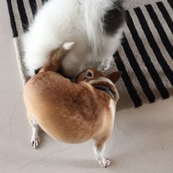 High angle view of white cat