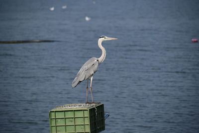 Bird perching on wooden post in sea