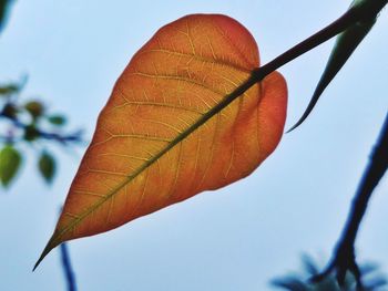 Close-up of orange leaves against clear sky