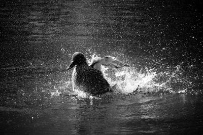 Female mallard duck splashing water in lake