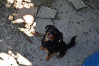 High angle portrait of dog on floor